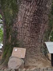 Ancient Camphor Trees