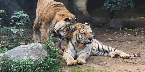 新竹市立動物園門票優惠票(非新竹市民)