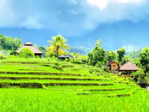 자틸루위 라이스 테라스