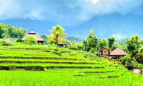 Jatiluwih Rice Terraces