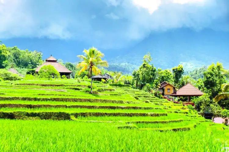 Hotels near Jatiluwih Rice Terraces