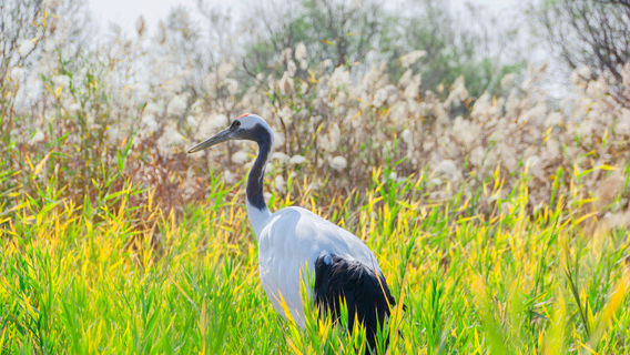 Yellow River Mouth Eco-Tourism Area