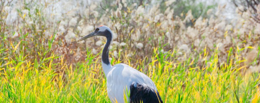 山东东营旅游攻略:黄河入海口,这里的一切都和黄河有关 山东东营旅游攻略:黄河入海口,这里的一切都和黄河有关