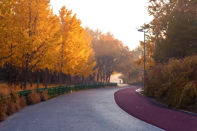 การชมดอกแปะก๊วยที่ปักกิ่ง