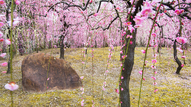 Plum Blossom Viewing in Kyoto