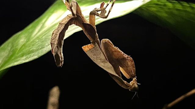 shen zhen huo ti kun chong bo wu guan