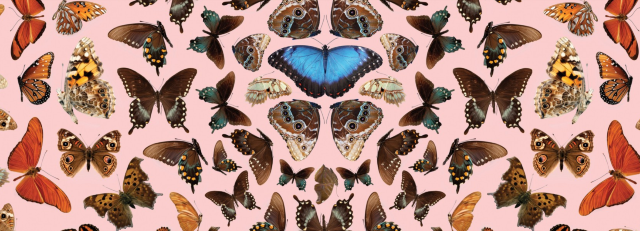 Butterfly Pavilion | Natural History Museum of Los Angeles County