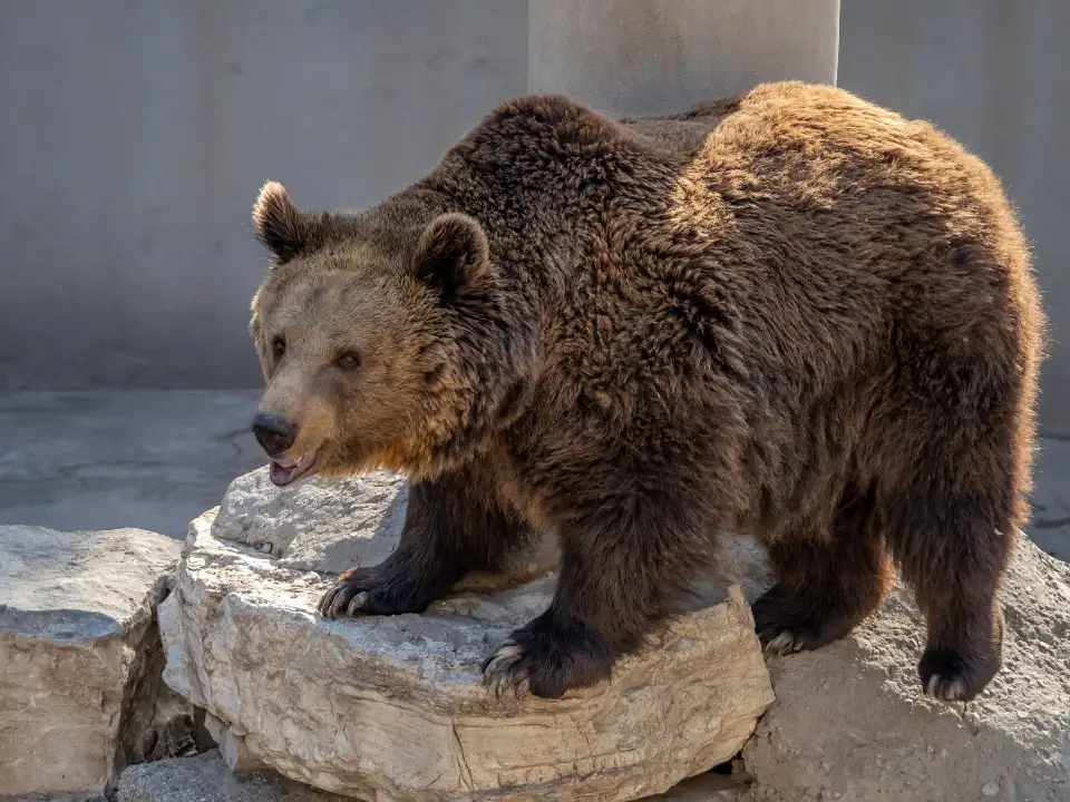 3_Baoding Zoo