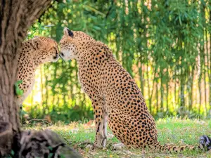 Saint Louis Zoo