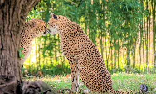 Saint Louis Zoo