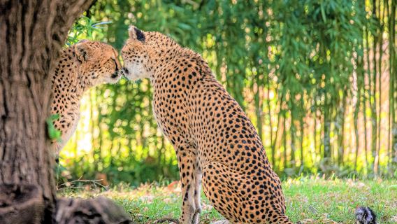 Saint Louis Zoo