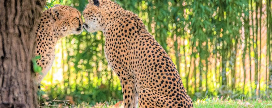 Saint Louis Zoo