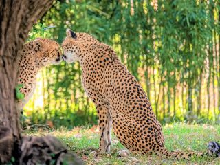 Hotels near Ameren Energy Center