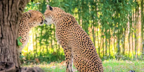 聖路易斯動物園