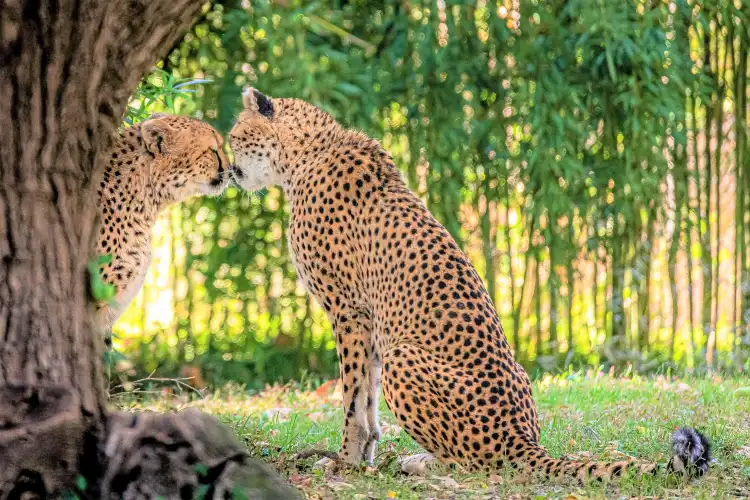 Hotels near Saint Louis Zoo
