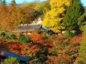 Popular Fall Viewing Attractions in Kamakura