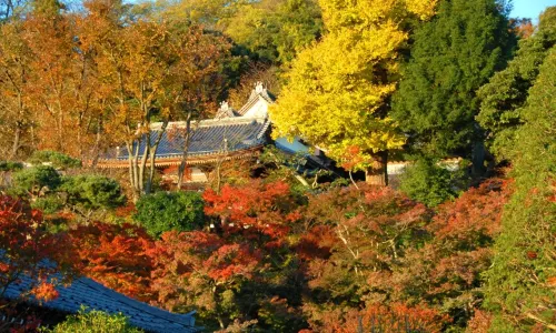 Hasedera