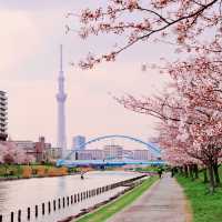 旧中川の桜並木