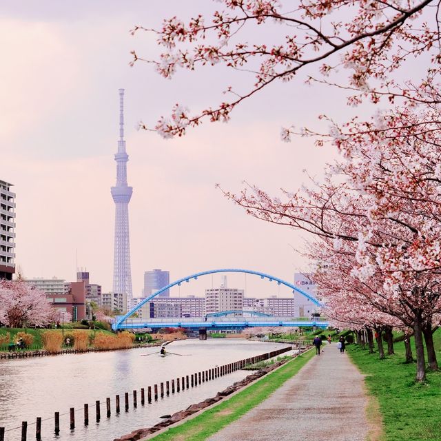 旧中川の桜並木