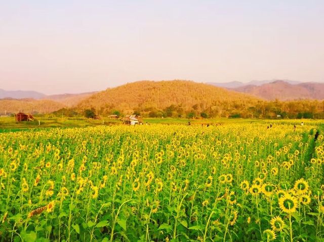 Best tea and scenery in Mar Salong