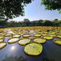 สวนบัว​อมรัตน์​  พิษณุโลก​