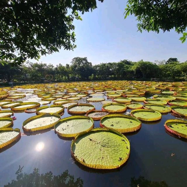 สวนบัว​อมรัตน์​  พิษณุโลก​