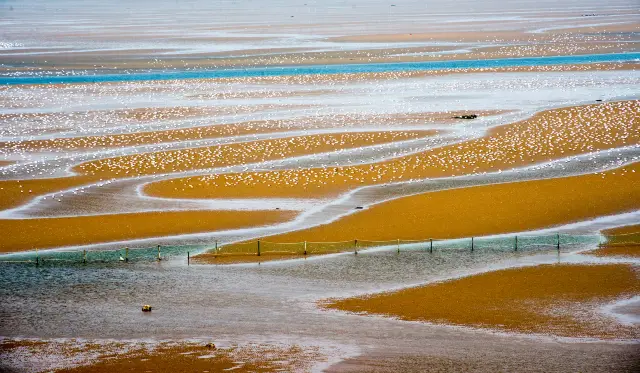 Bird Watching in Qinhuangdao