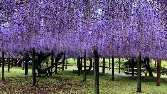 河內藤園是日本最著名的紫藤花觀賞地，因為地處日本南部，所以花