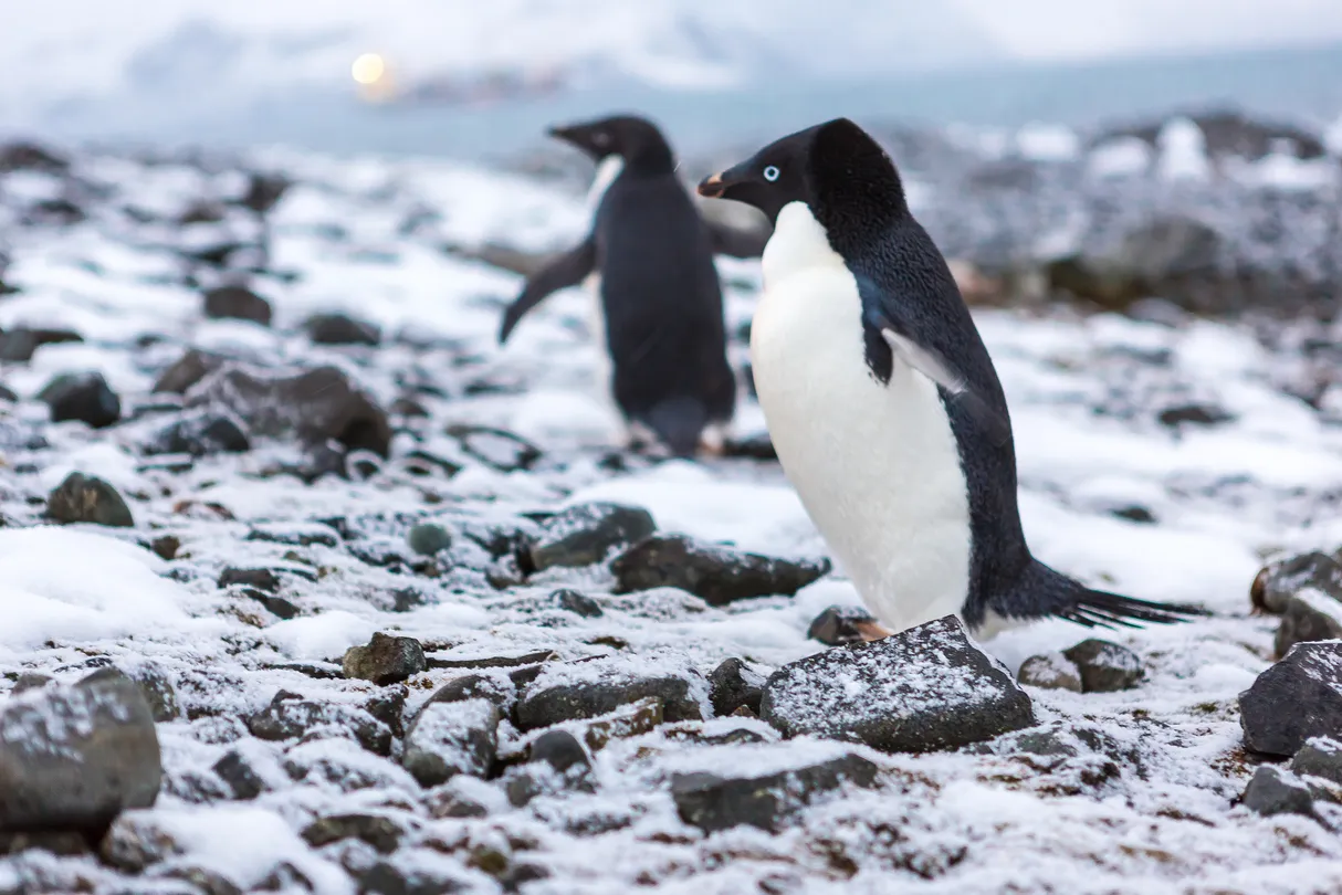 4_Cuverville Island Penguin Watching
