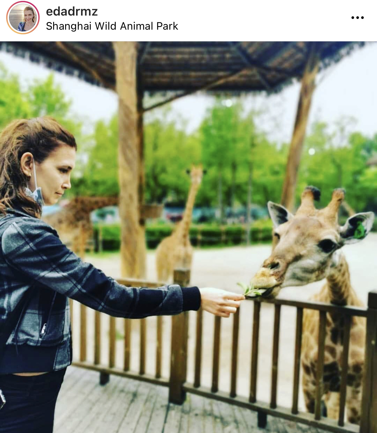 Shanghai Wild Animal Park Travel Guidebook Must Visit Attractions In Shanghai Shanghai Wild Animal Park Nearby Recommendation Trip Com