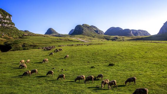 阿西里西韭菜坪+阿西里西大草原一日遊【上門接送.無購物】