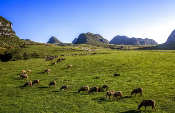 阿西里西韭菜坪+阿西里西大草原一日遊【上門接送.無購物】