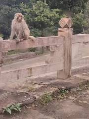 리산 원숭이원 관광지구