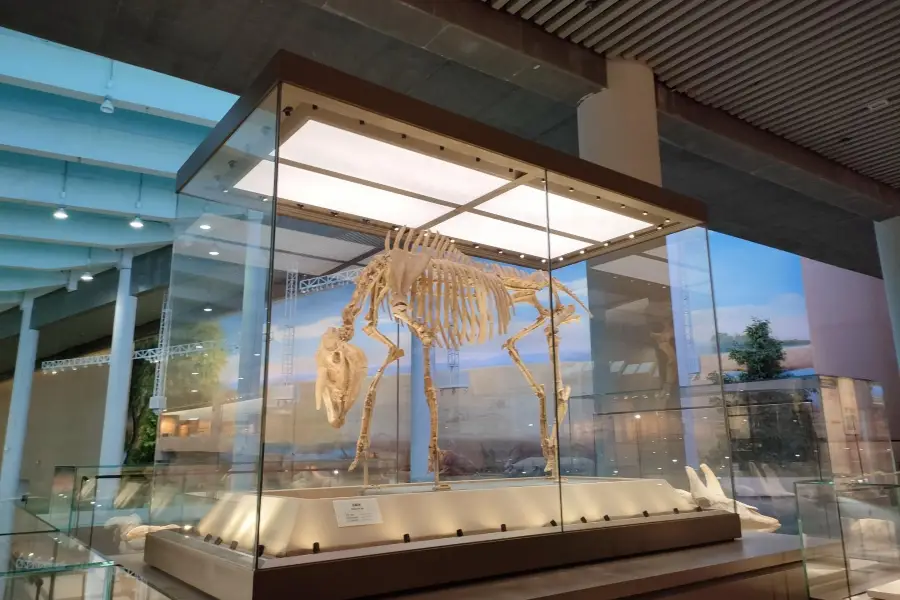 Музей ископаемого окаменелости древних животных