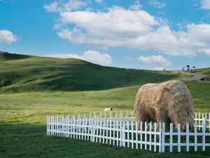 The Oceanlike Alpine Meadow Scenic Spot