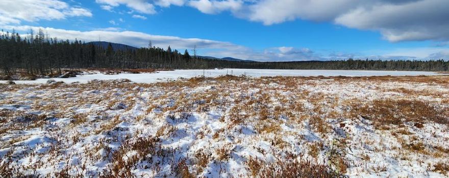 Moose Bog