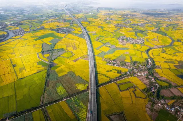 Rapeseed Flowers Viewing in Wuhan