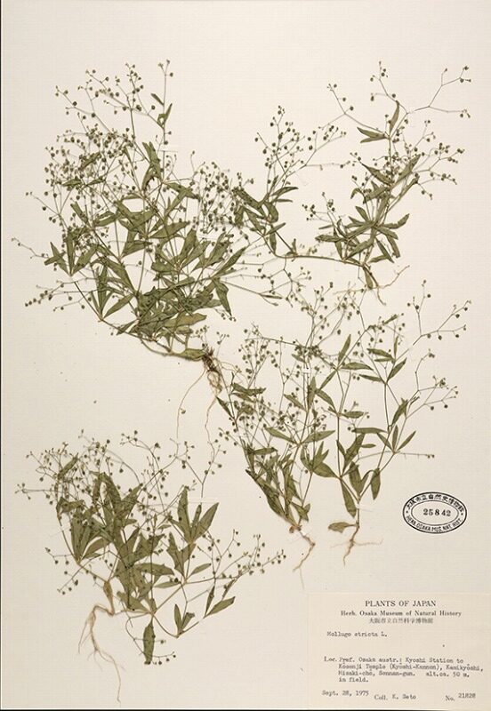 Mini exhibit: "Research using plant specimens" | Osaka Museum of Natural History