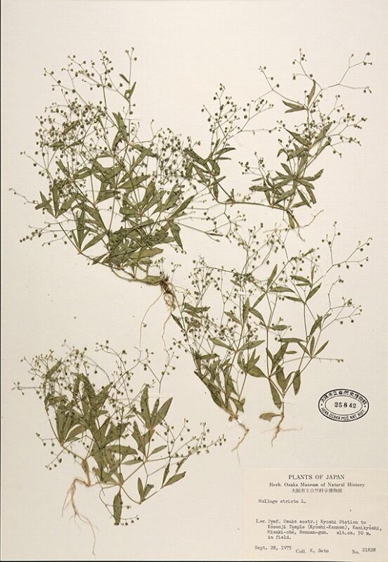 Mini exhibit: "Research using plant specimens" | Osaka Museum of Natural History
