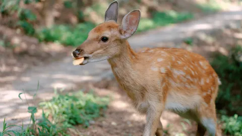 Sika Deer Feeding in Dalian attraction in Dalian