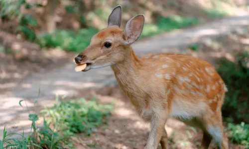 Sika Deer Feeding in Dalian