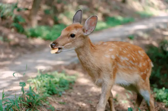 Feeding Sika Deer in Dalian