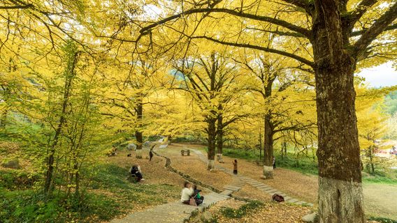 Tongziao Scenic Area