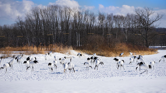 Kushiro City Tanchōzuru shizen-kōen (Red-crowned Crane Natural Park)