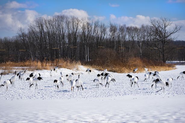 Kushiro City Tanchōzuru shizen-kōen (Red-crowned Crane Natural Park)