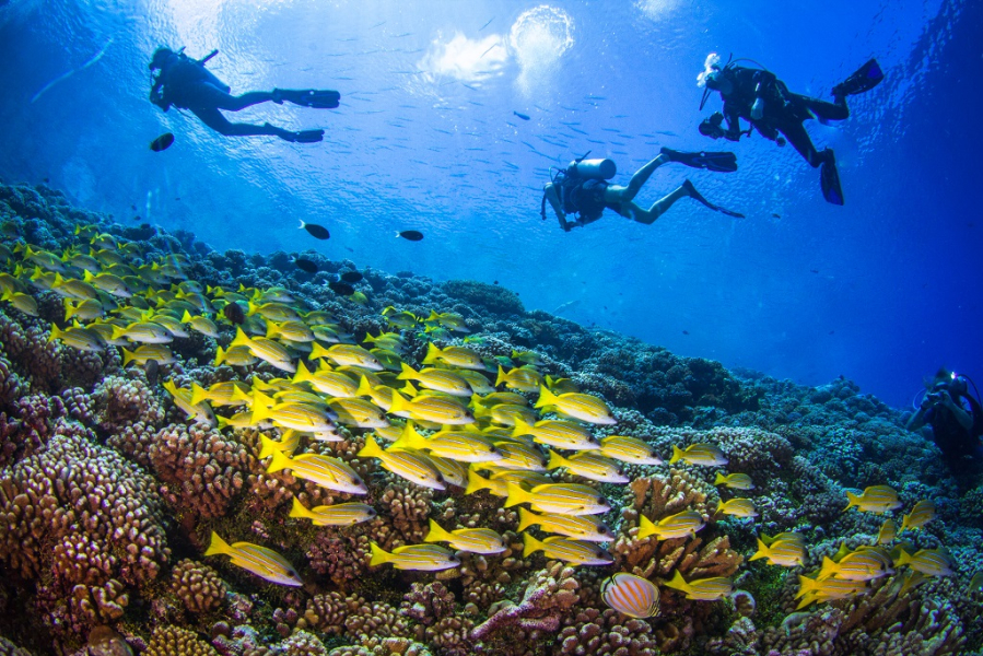 Tioman National Scuba Divers' Festival | Tioman
