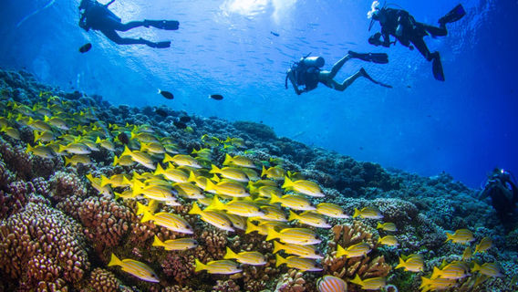Tioman National Scuba Divers' Festival