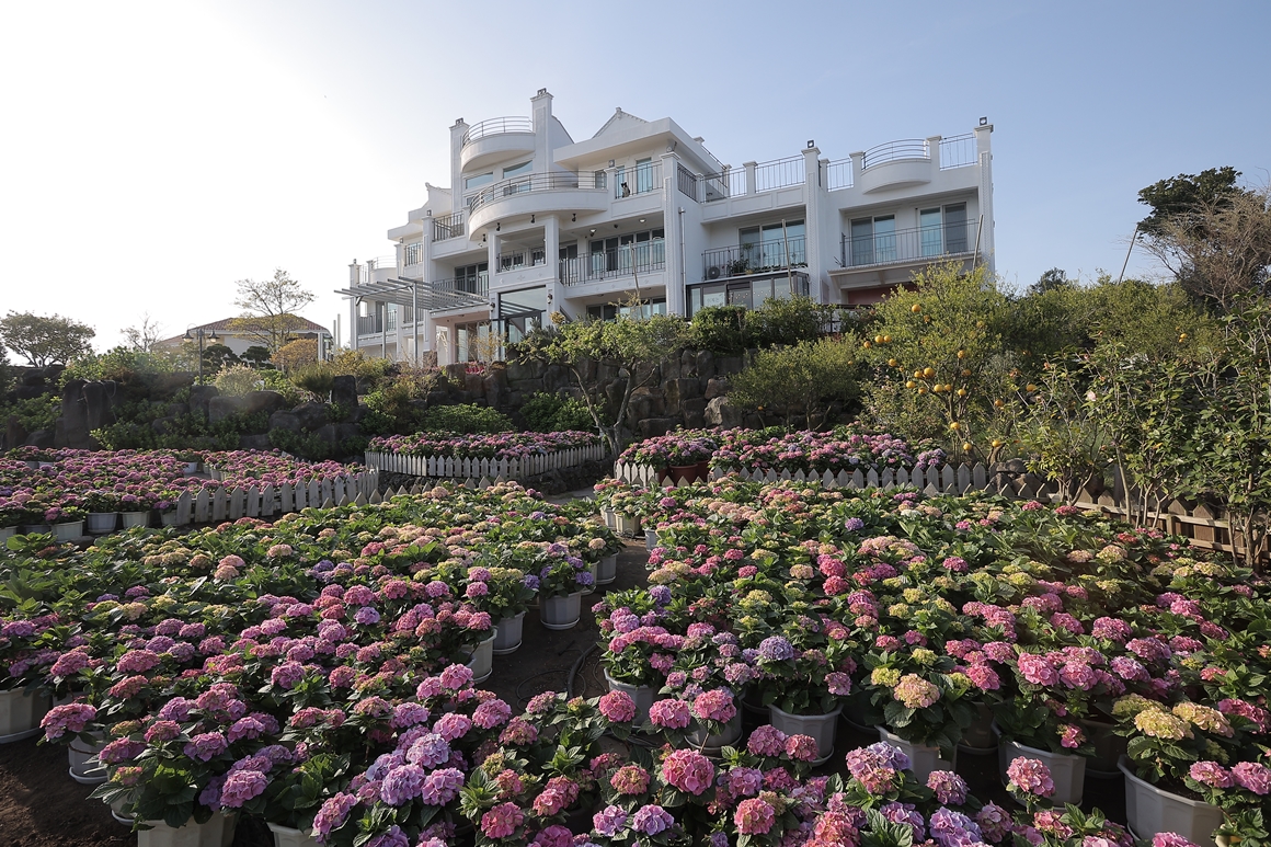 Manor Blanc Hydrangea Festival | Seogwipo