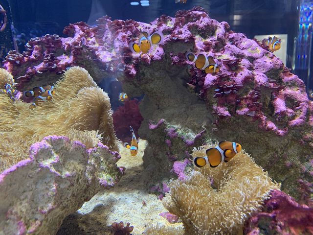 【沖縄】DMMかりゆし水族館