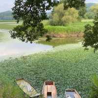 Upo Marsh in Chang-nyeong, South Korea